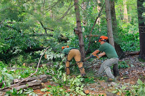 Best Tree Removal Near Me  in South Temple, PA